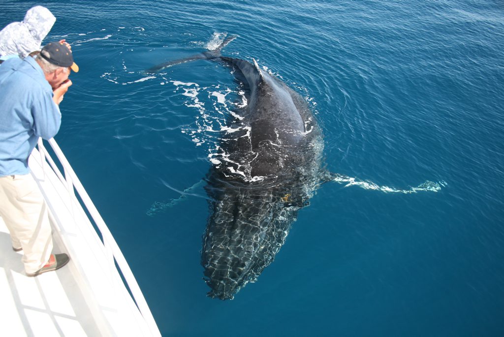 One of the giant mammals approaches the Tasman Venture for a closer inspection. One of the giant mammals approaches the Tasman Venture for a closer inspection.